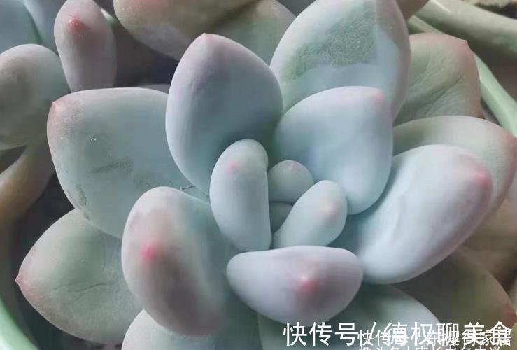 多肉长根就等于成活，但最难的就是发根，有啥办法能加速发根呢？