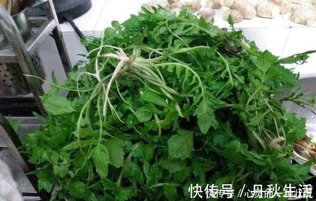 用它包饺子比肉馅好吃百倍,它被称为神仙草,常吃提神醒脑