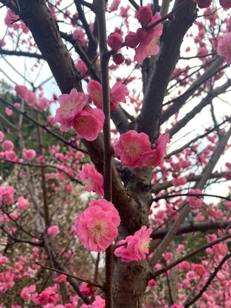 周末赏花去！长沙各大公园早樱、梅花开了，海棠、桃花、吉野樱正在枝头排队……