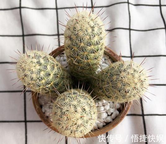 浇水|想要养好多肉植物,就从4方面下功夫,个个叶片厚实又肥美