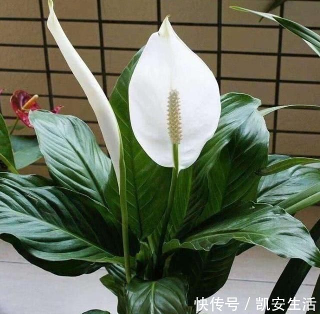 孔雀竹芋|家里如果养这7种花,千万要记得少晒太阳它们喜阴