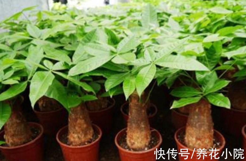 黄叶|养发财树，记住4个“顺口溜”，避免烂根黄叶，长得旺