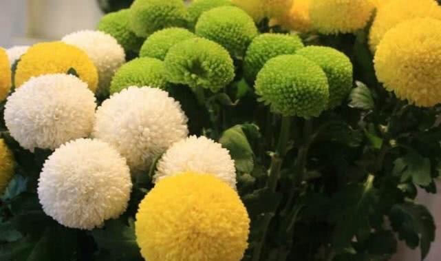 花卉|此花“圆滚滚”,寓意爱情美满,家养一盆,年年赏花不停歇!