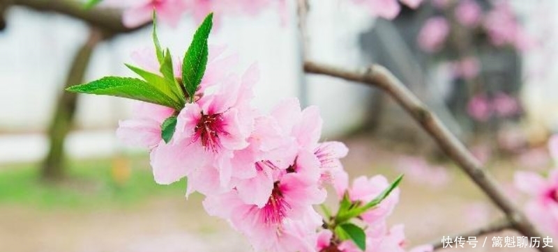 白居易很有哲理的一首诗,看似写得很普通,但读来令人赞叹不已!