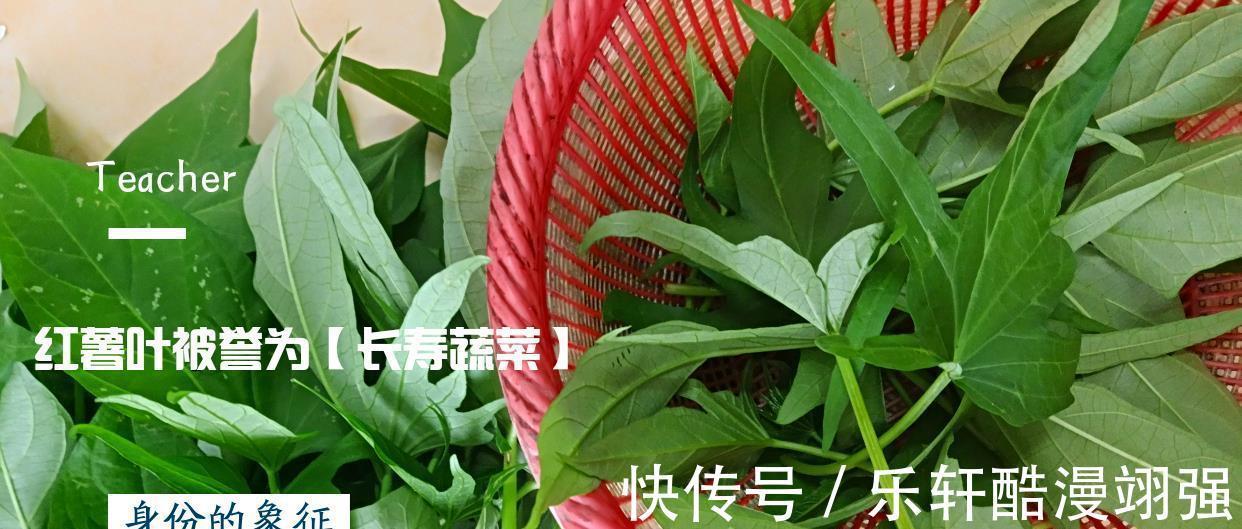 红薯叶|红薯叶这样做太好吃了，营养不流失，给肉也不换