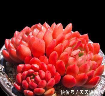 花友|美美的多肉红宝石,颜色鲜红长成手捧花,原来是这样养出来的