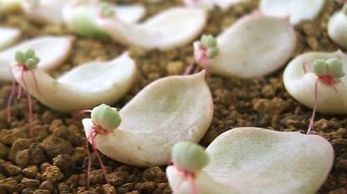 叶插多肉不出芽?掌握几个要点,出芽率高达90%以上!