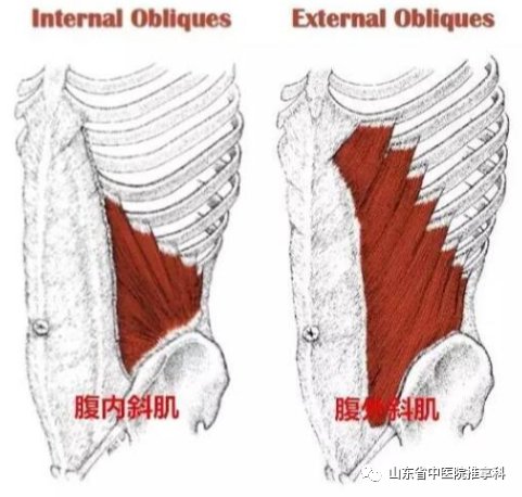 推拿科|急性腰扭伤，罪魁祸首原来是他！？——“腰痛治腹”新思路