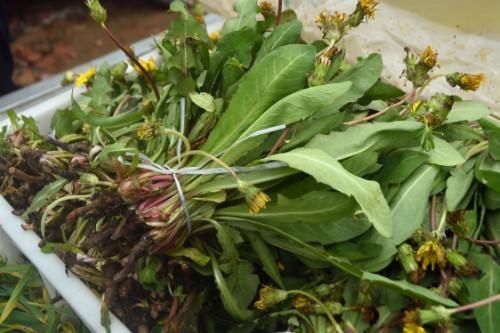 既是蔬菜又是中药材，还能制成茶，蒲公英浑身是宝，为啥不能普及