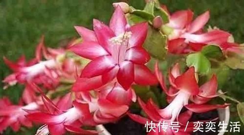 什么松针土、腐叶土都不如这种土,土壤疏松又肥沃,养啥都爆盆