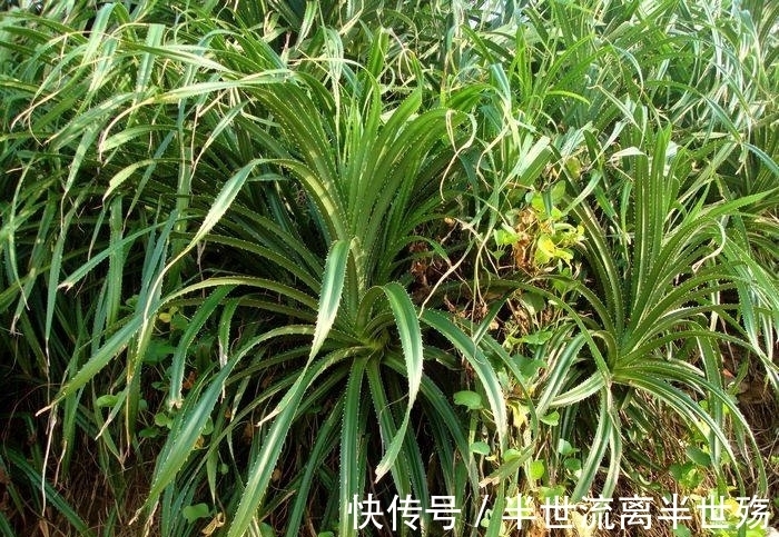植物 非洲最神奇的植物,除了钻石其他地方都不长,找到它就能找到钻石