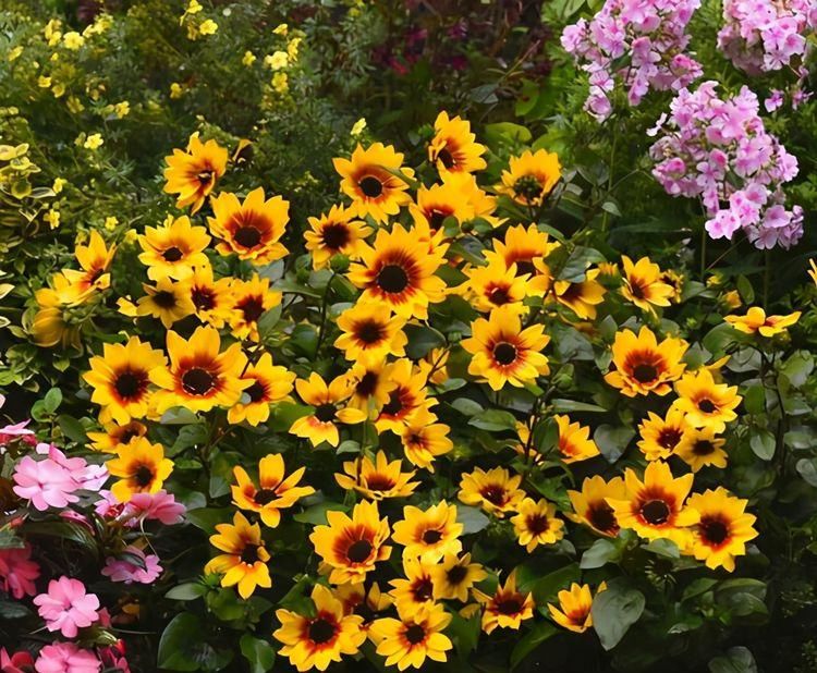 漂亮|6种漂亮花，35度高温不休眠，越热花越多，夏天养花首选