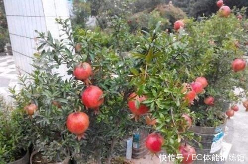 修剪|不值钱的“小树苗”，养几年越来越有“富贵气”，1盆上万元！