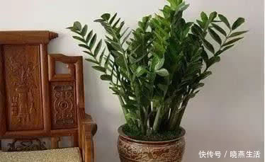 观赏价值|养花不如“养树”，这3种最合适，养人、旺财、吸甲醇，值！