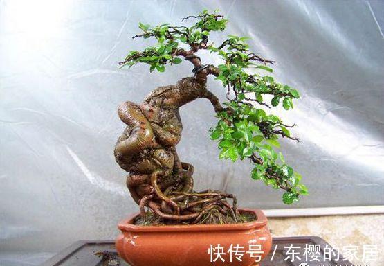 邻居捡到野货树桩，种盆里价值不菲，羡慕啊!