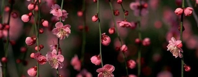 拯救|在闻鸡起舞之后的故事夺取河中失地,一首歌胡笳拯救孤立的城市