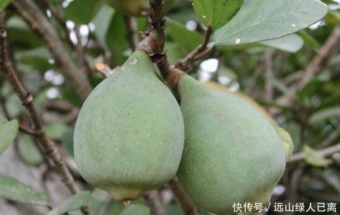 qt:ghost|挂在树上的“天然果冻”,8090后农村娃最爱吃,00后却不认识