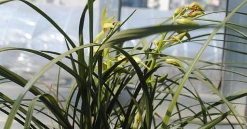 养花草|养花用什么水浇灌2种'万能浇花水'，浇啥花都能越长越旺盛