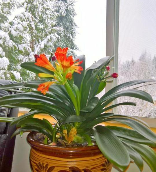 人养花,花也养人,家中养上2种“花”,镇宅还聚财,值得多养