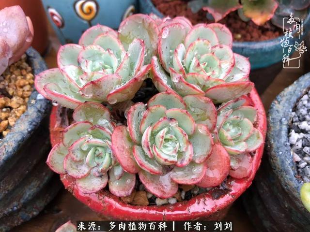 爱多肉，爱生活，我们是一群快乐的养肉人！