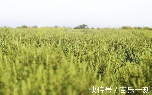 素颜霜 被“埋没”的老牌国货护肤品虽价格不高,却有真本事!