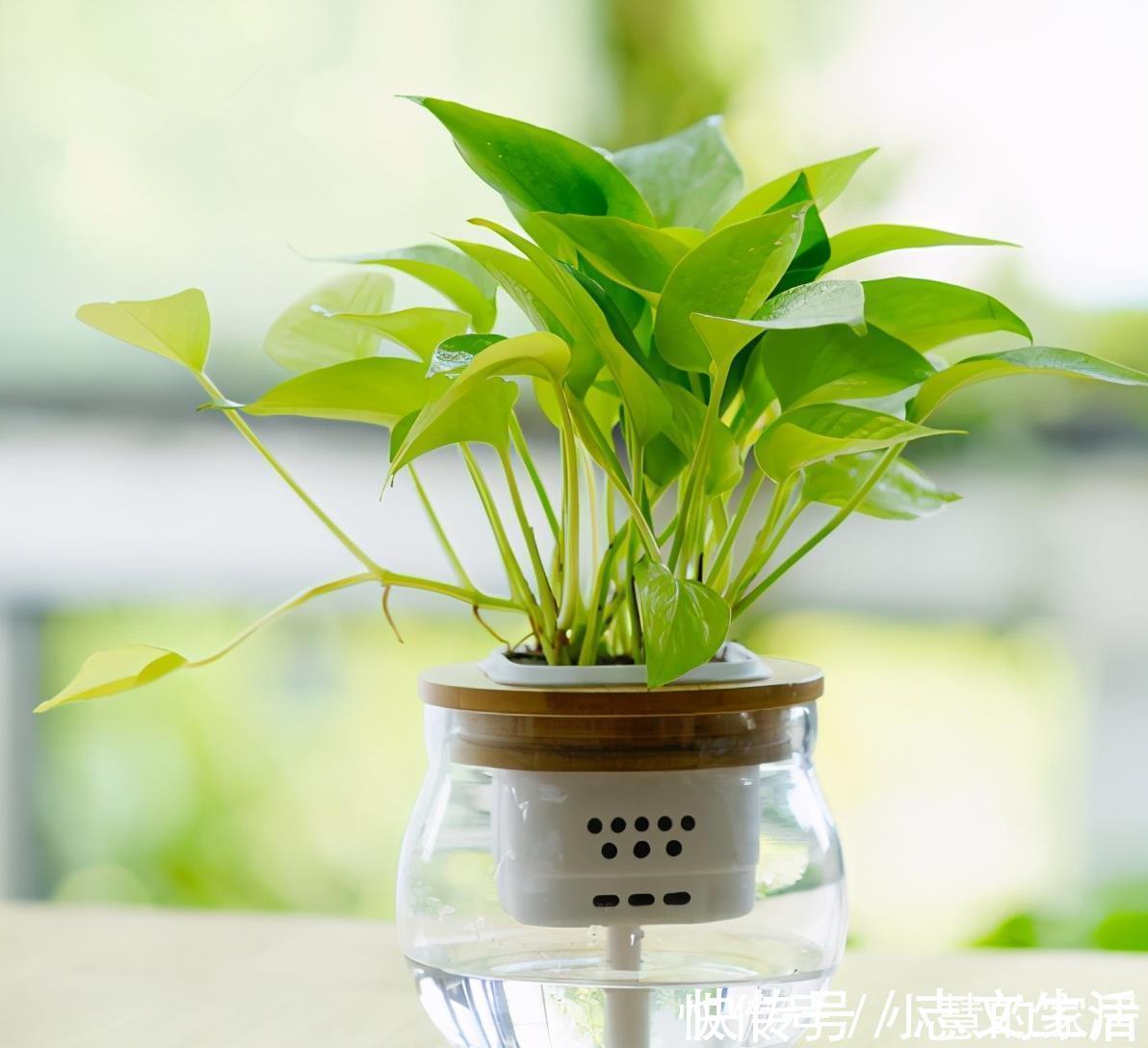 冬天如何养好绿箩,注意这4点,不黄叶还长势好