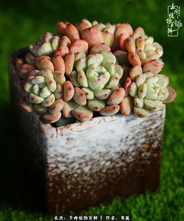 养了三年多肉，终于明白佛系养肉才是王道！