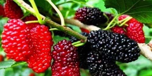 膽固醇|夏天多食3種食物，延緩衰老，排毒養(yǎng)顏，調(diào)理腸胃，越吃越年輕