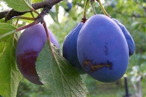 李子|女人想要保持年轻,秋老虎来了多吃3种食物,排毒养颜,美容养生