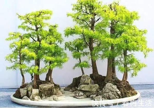 丛林式|山野丛林怎么样才能变成精致的盆景?9个步骤告诉你!