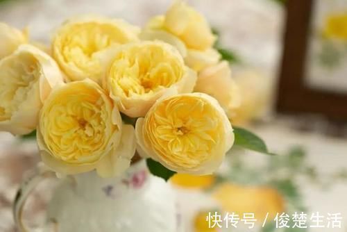 好看的“无刺月季”颜值担当,不被“狼牙棒”扎到手