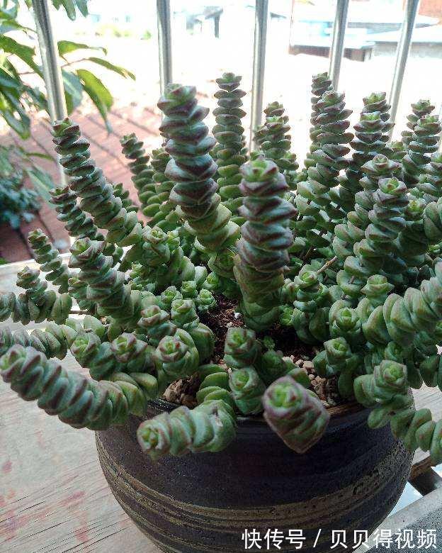 6种“聚财花”,养在家里好兆头,漂亮又大气,还有好运满满