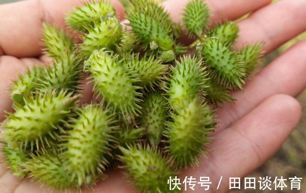春天粘在衣服上的“小刺猬”,遇到摘回家,收获3大功效