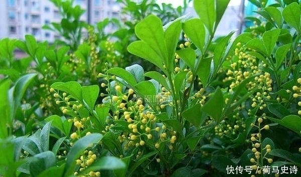 浇水|这种植物,有兰花的香气,树的气质,还比兰花好养,一开就半年!