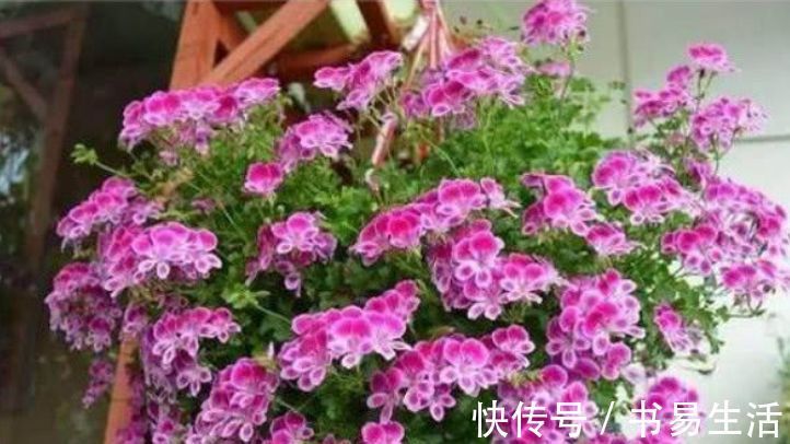 花朵|吊起来养的“4种花”，好看好养不占地，一次开出200朵，美