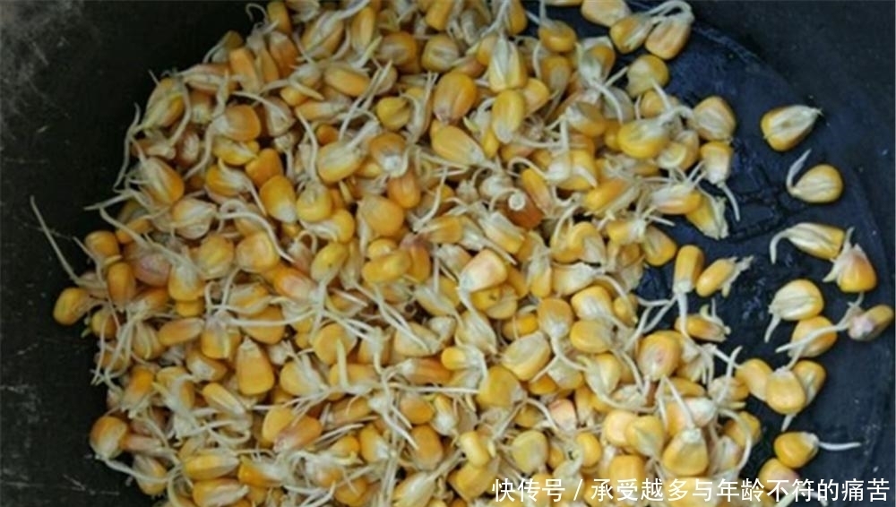 晚春手竿钓草鱼，用这些味道“清爽”的饵料，气温越高效果越好