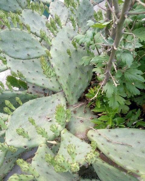 寓意|聪明人养这2种盆景,样子不招喜欢,寓意却极好,净化空气效果好