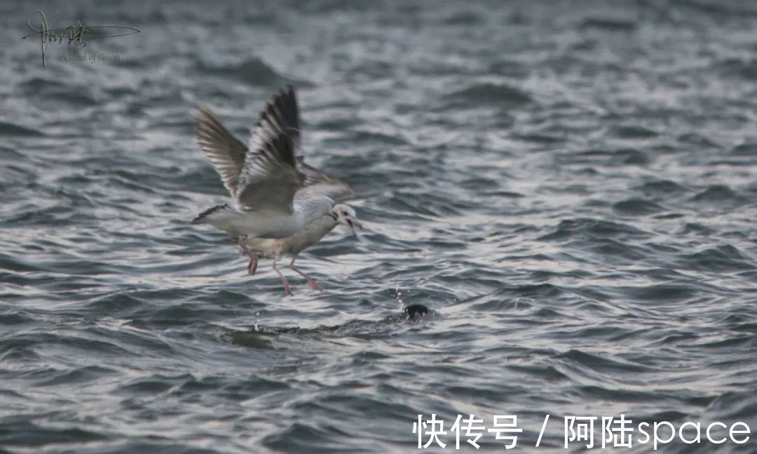 草棚子|西湖银鸥群不知从什么时候起已经消失不见，或许只是换了根据地？