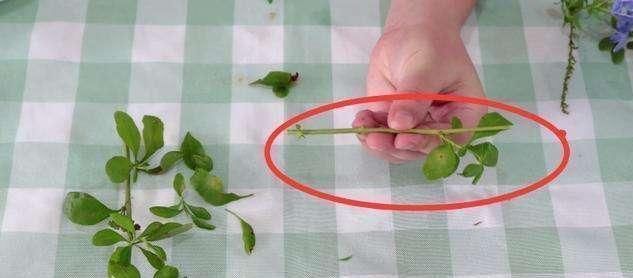 5种花开完后,剪下的枝条不要扔,活性高适合扦插,一插一大盆