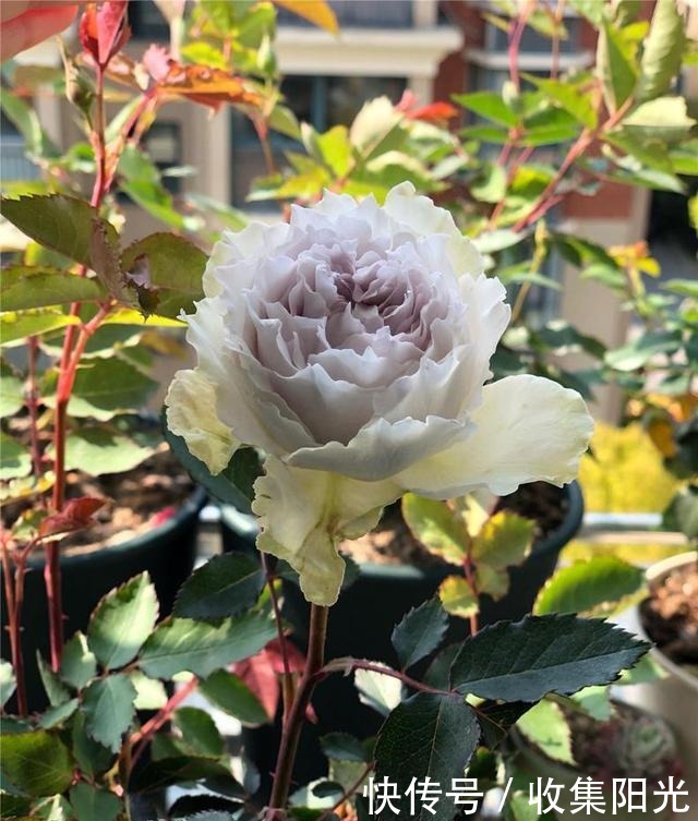 5月养月季,“一剪二施三喷”,月季积累“能量”,持续开爆花!