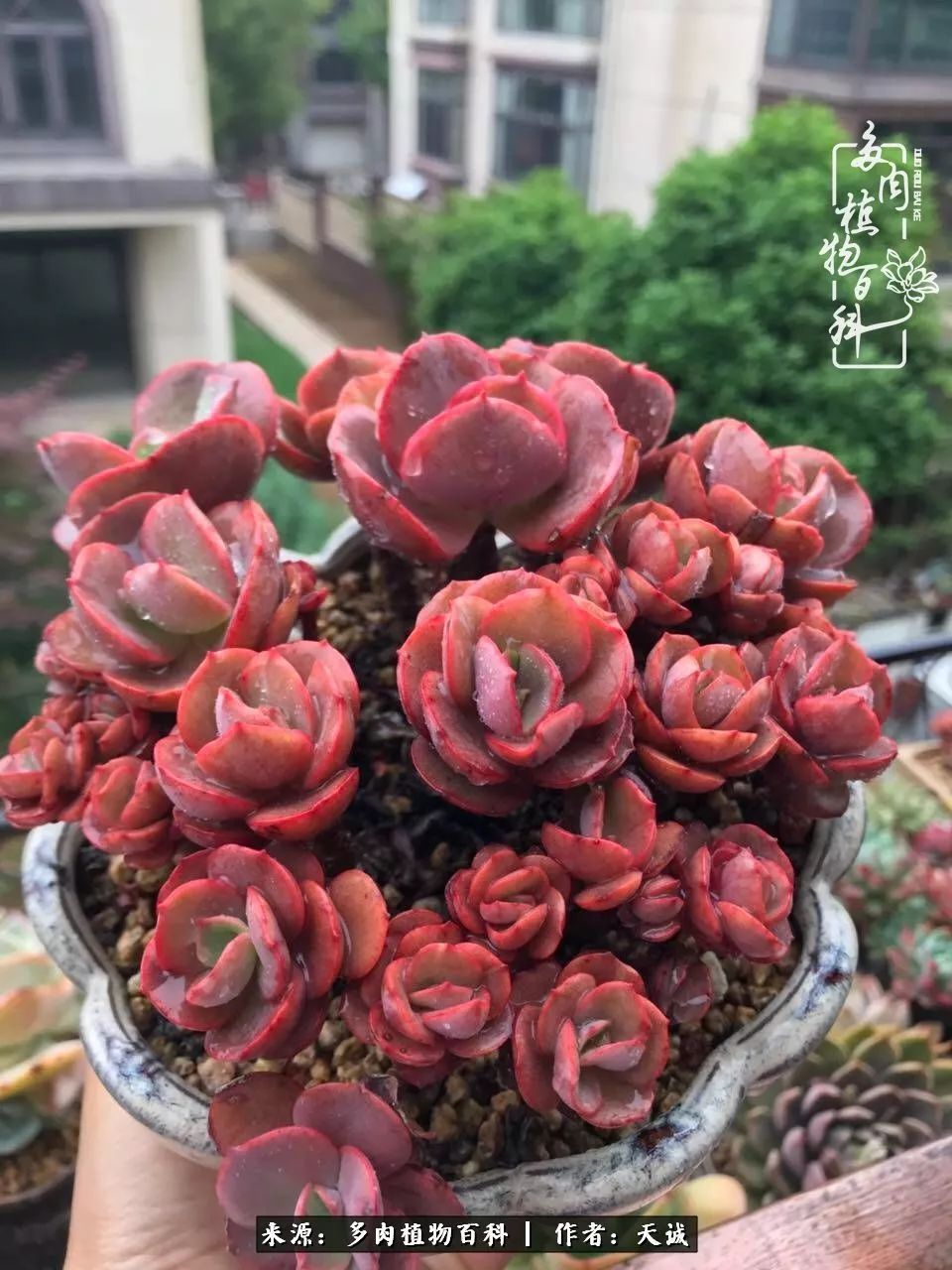 吃饱喝足,包邮区的多肉养精蓄锐准备渡劫!