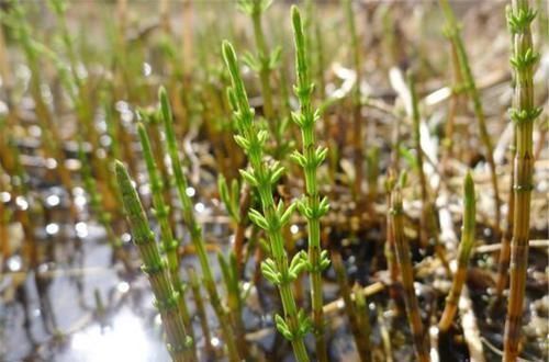 农村|农村一种害草,根含“黄金”,农民看到就铲,殊不知珍贵90元一斤