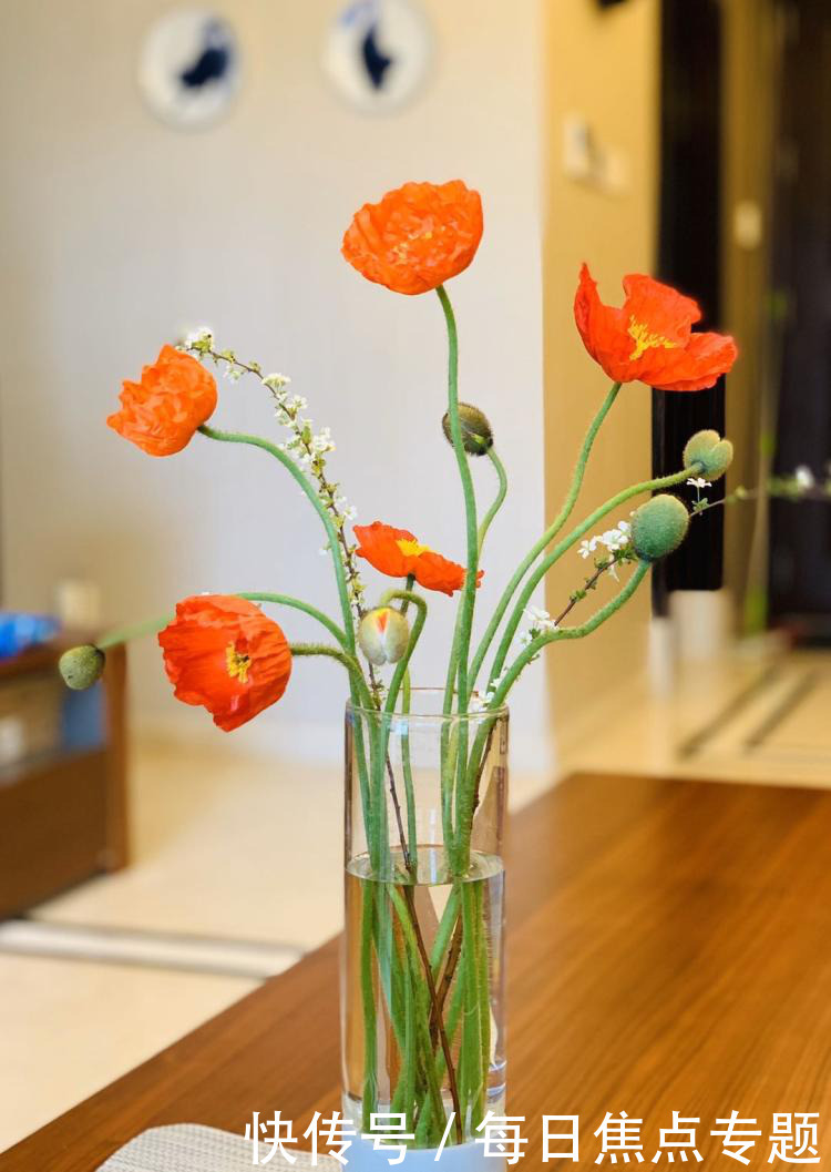 故事|花加:妖娆妩媚的虞美人有哪些花语和传说故事