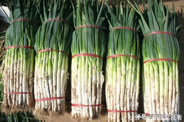 冬天大葱这样保存，比冰箱还管用，存放几个月也不空心不烂根