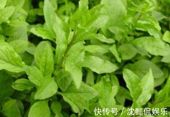 常吃|夏天养生好时机,推荐常吃4野菜,补血益气,延缓衰老,好处多多