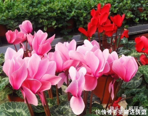 二氧化硫|此花是奥运会吉祥物,娇艳夺目,烂漫多姿,被日本人称为爱之圣花