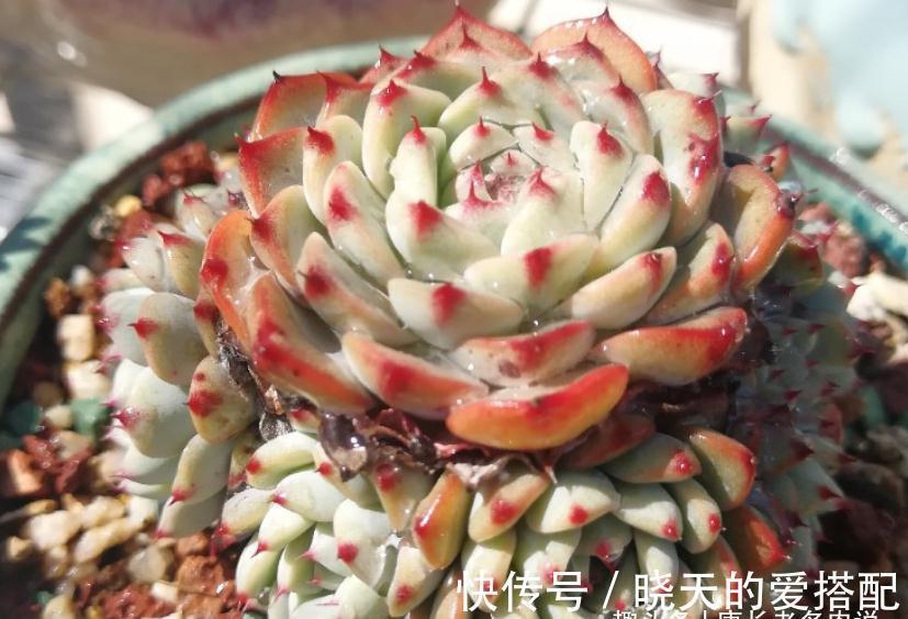 蓝姬莲|有6种水别用来浇多肉，后果要么是盆土板结，要么多肉直接挂掉