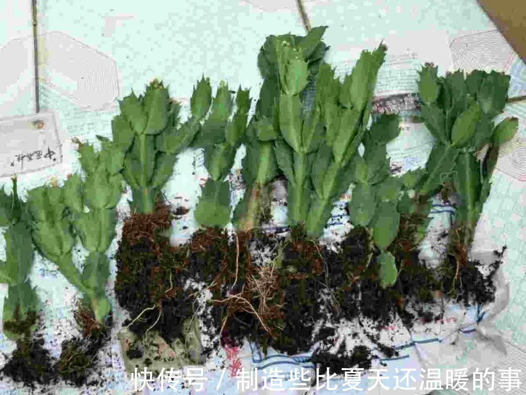 要点|养护蟹爪兰,要注意8个要点,才能开出仙气飘飘花