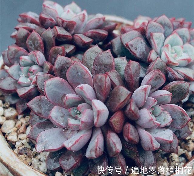 意境|10款意境深远的蓝色系多肉!养成老桩美呆了!越养越爱!