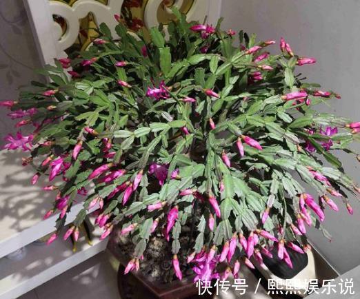 蟹爪兰开花少,用上“1勺它”,20天长满“花骨朵”,很有用